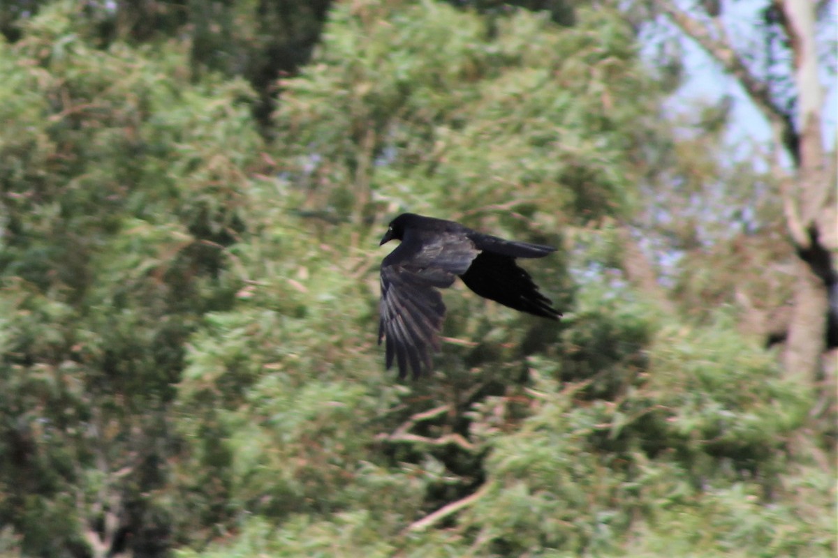 Torresian Crow - ML381326981
