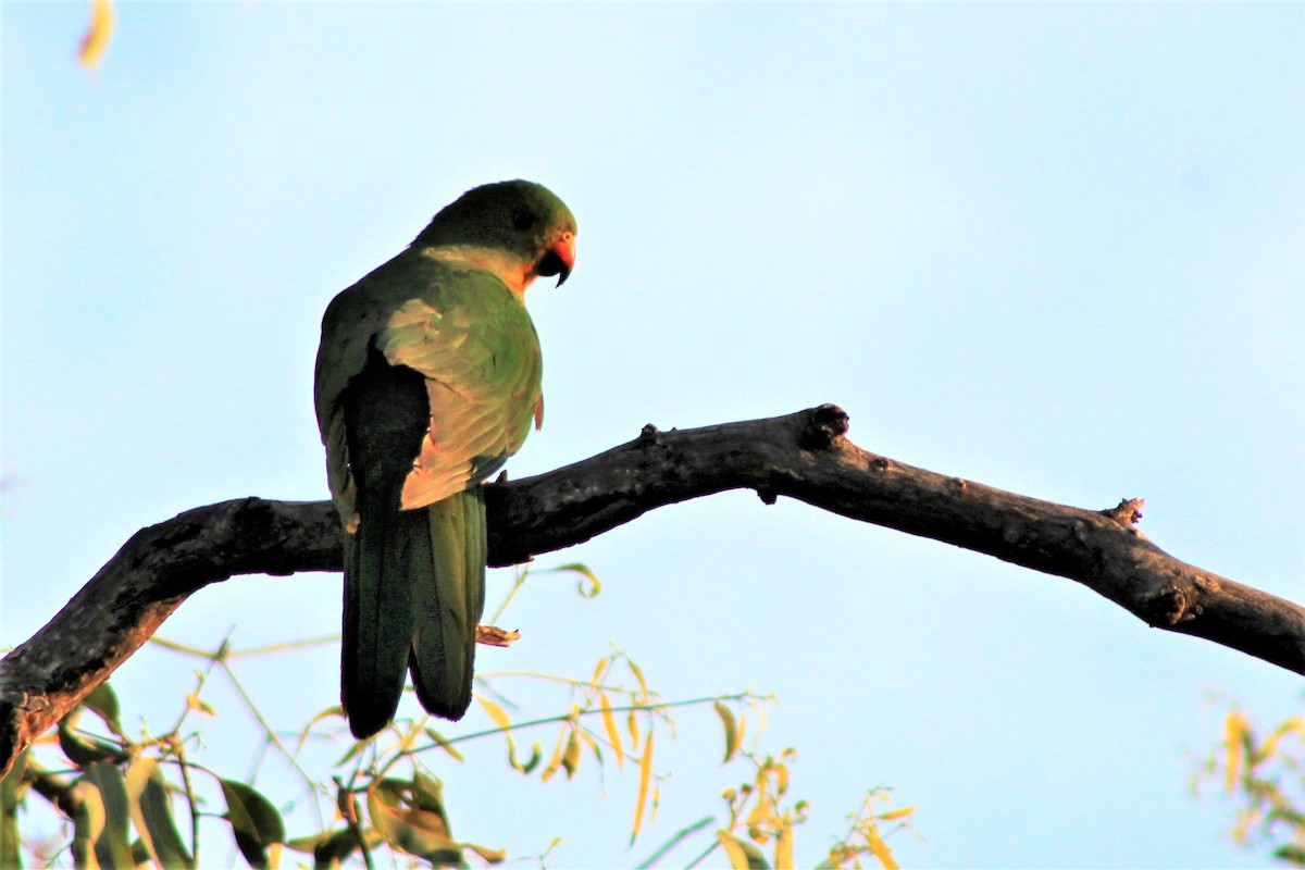 Australian King-Parrot - ML381331901