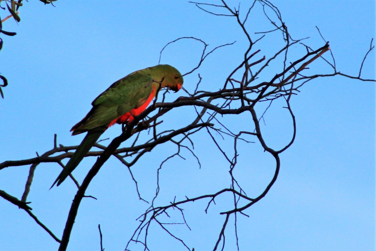 Australian King-Parrot - ML381331921