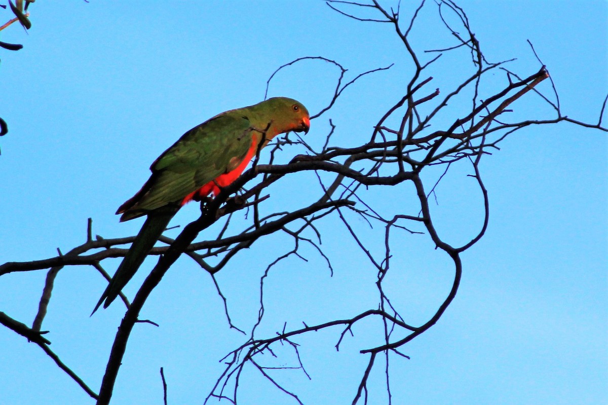 Australian King-Parrot - Leonie Beaulieu