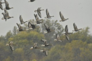 Greater White-fronted Goose, ML381334091