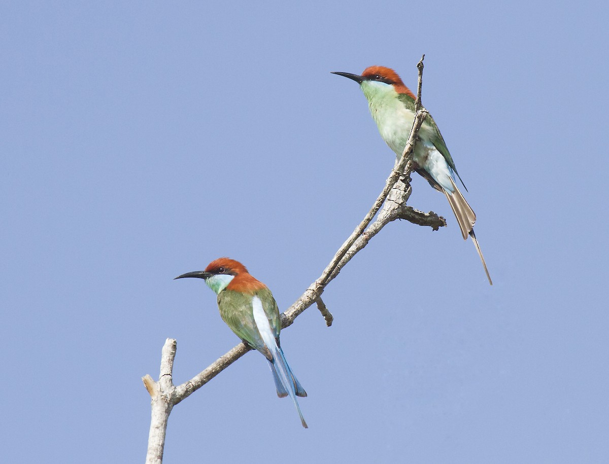 Rufous-crowned Bee-eater - Peter Candido