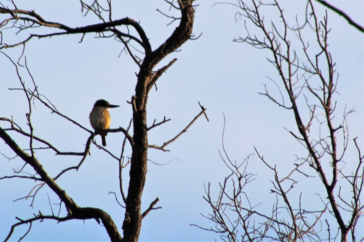 Sacred Kingfisher (Australasian) - ML381346761