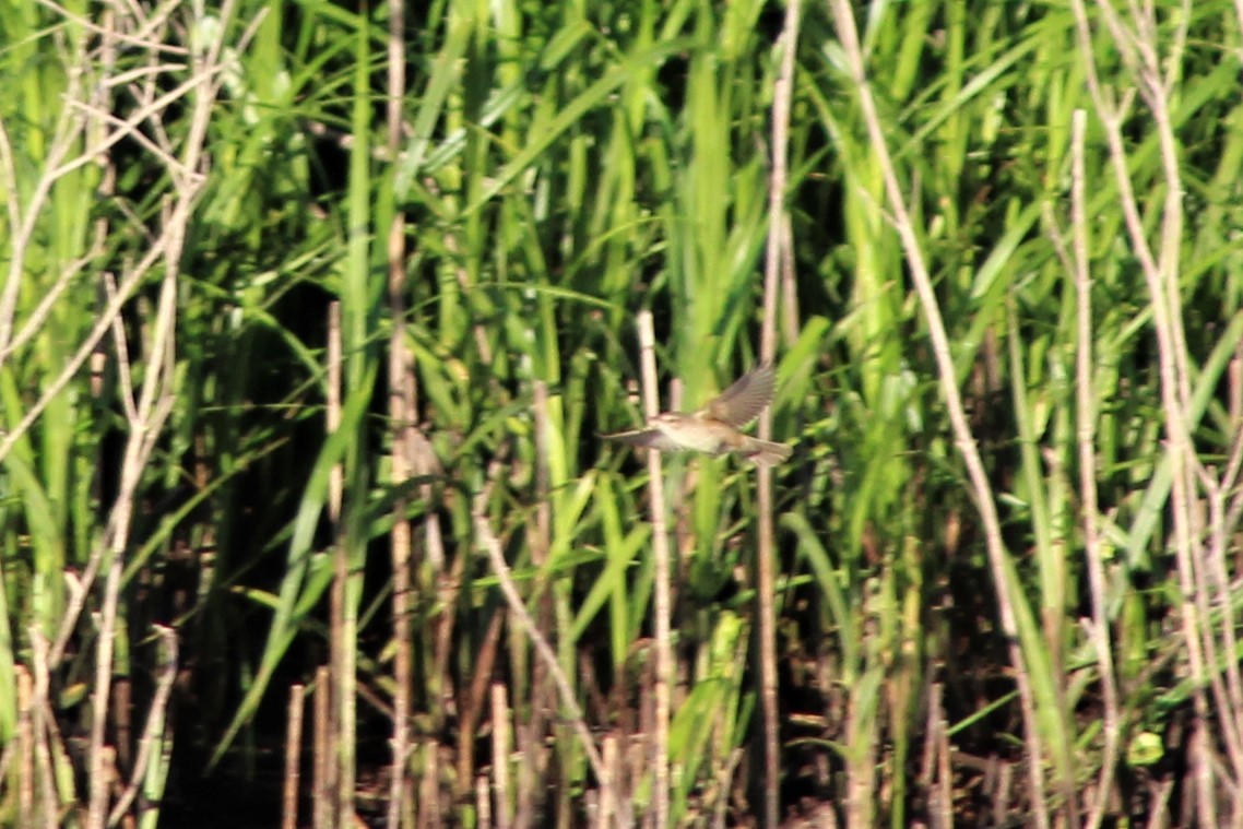 Australian Reed Warbler - ML381347041