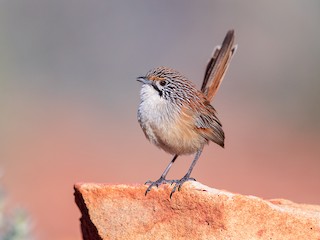  - Opalton Grasswren