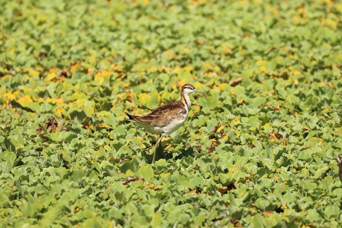 Pheasant-tailed Jacana - Chi-Hsuan Shao