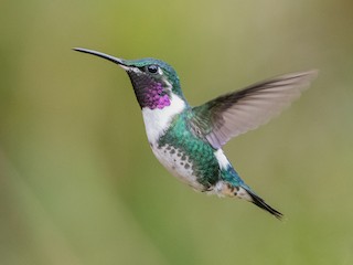  - White-bellied Woodstar