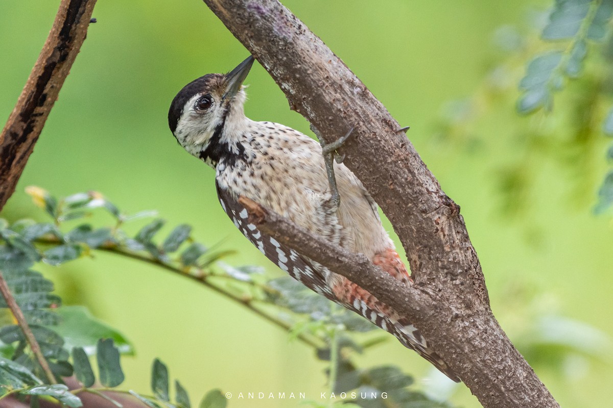 Freckle-breasted Woodpecker - Andaman Kaosung