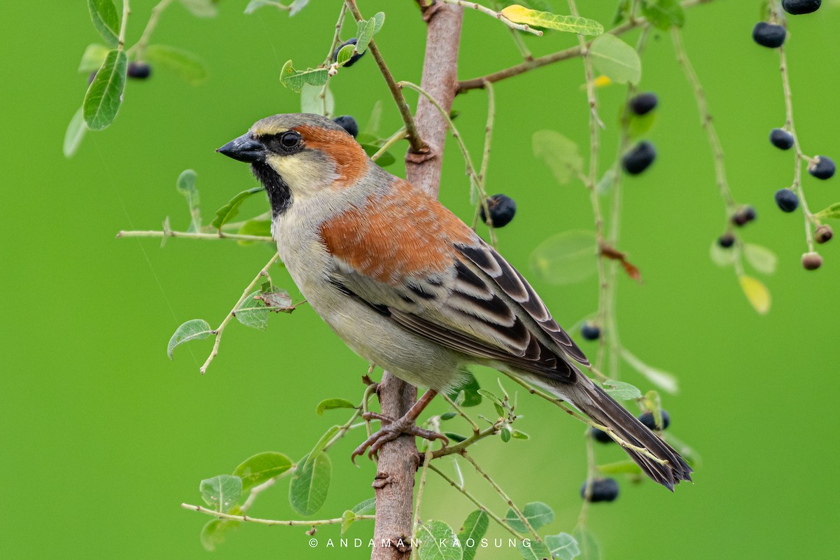 Plain-backed Sparrow - Andaman Kaosung