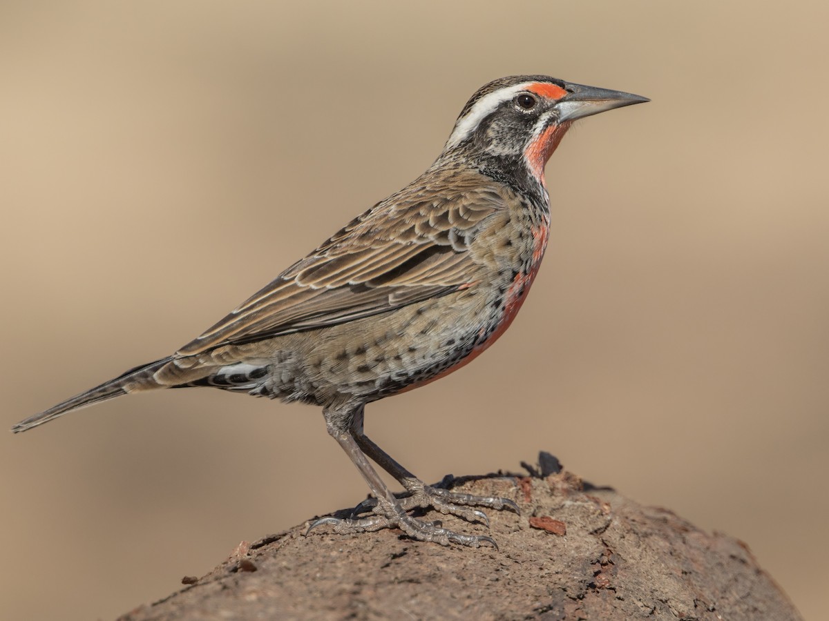 Long-tailed Meadowlark - Leistes loyca - Birds of the World