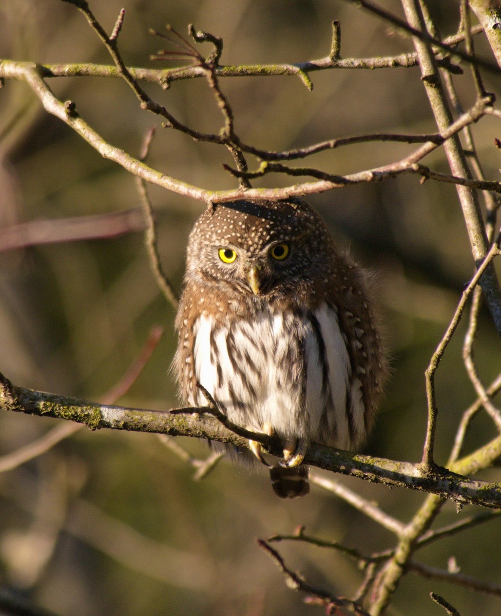 Northern Pygmy-Owl - BobMoose Moore