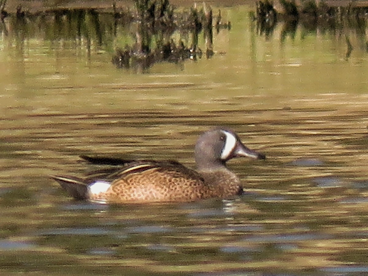 Blue-winged Teal - ML381364661