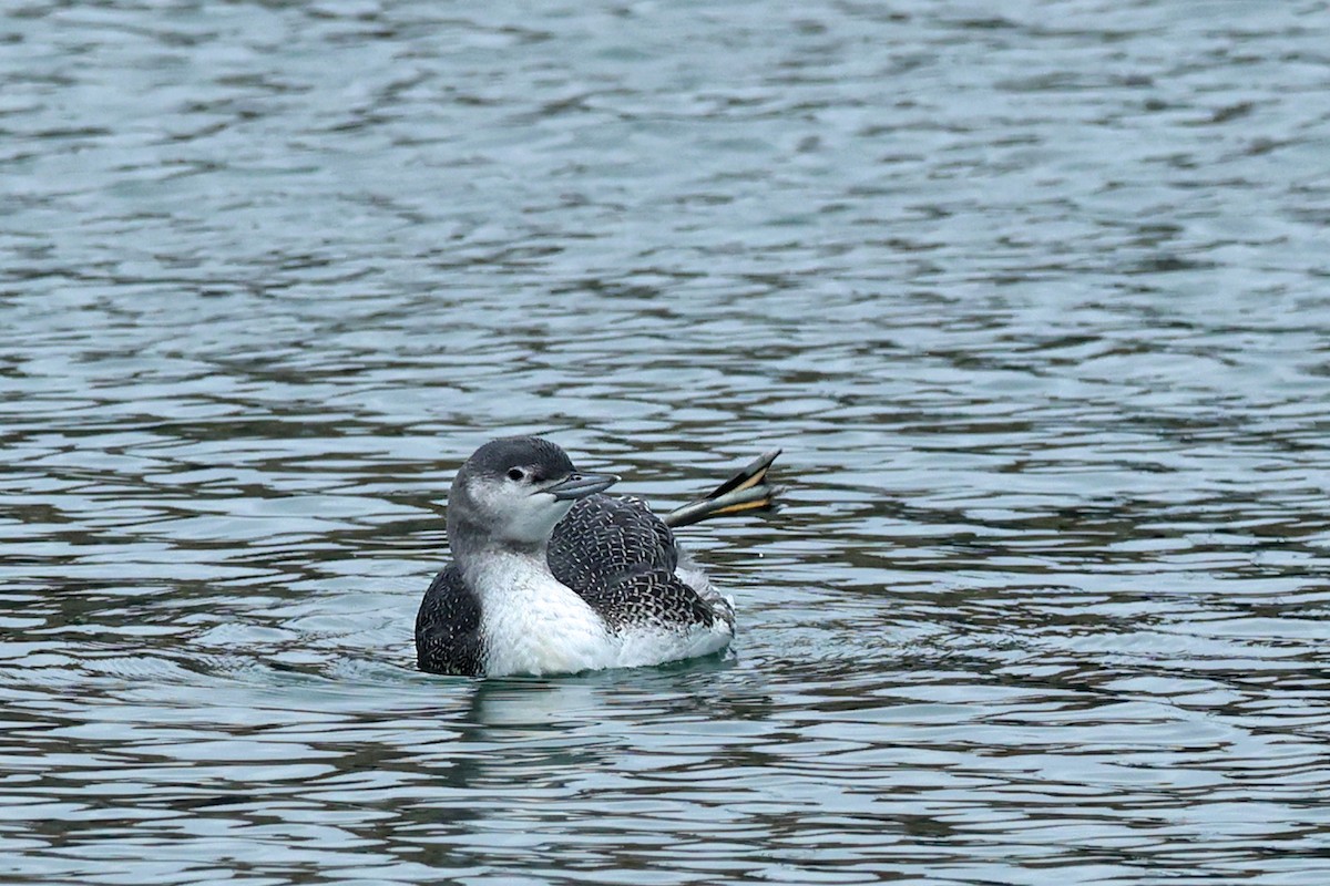 Red-throated Loon - ML381367291