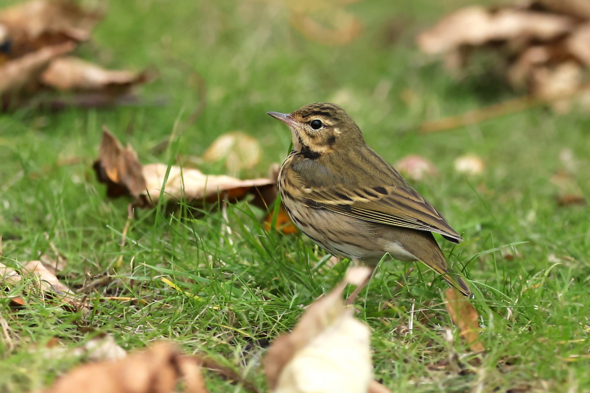 Olive-backed Pipit - ML381367371