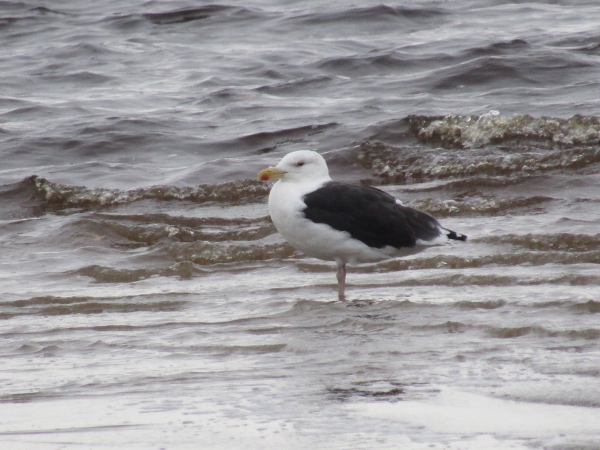 Great Black-backed Gull - Mireille Tremblay