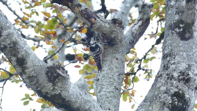 White-backed Woodpecker (Lilford's) - ML381373971