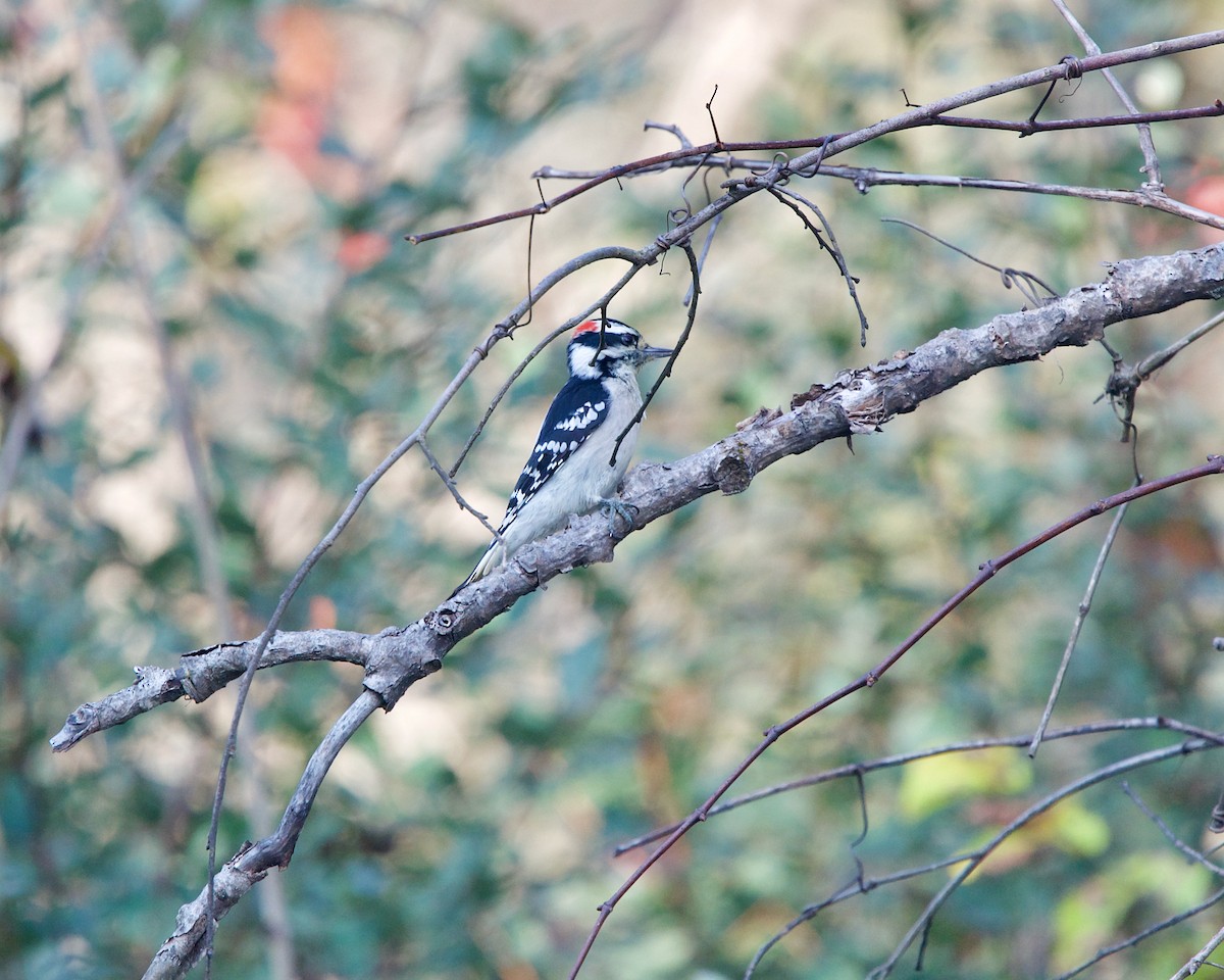 Downy Woodpecker - ML381374241