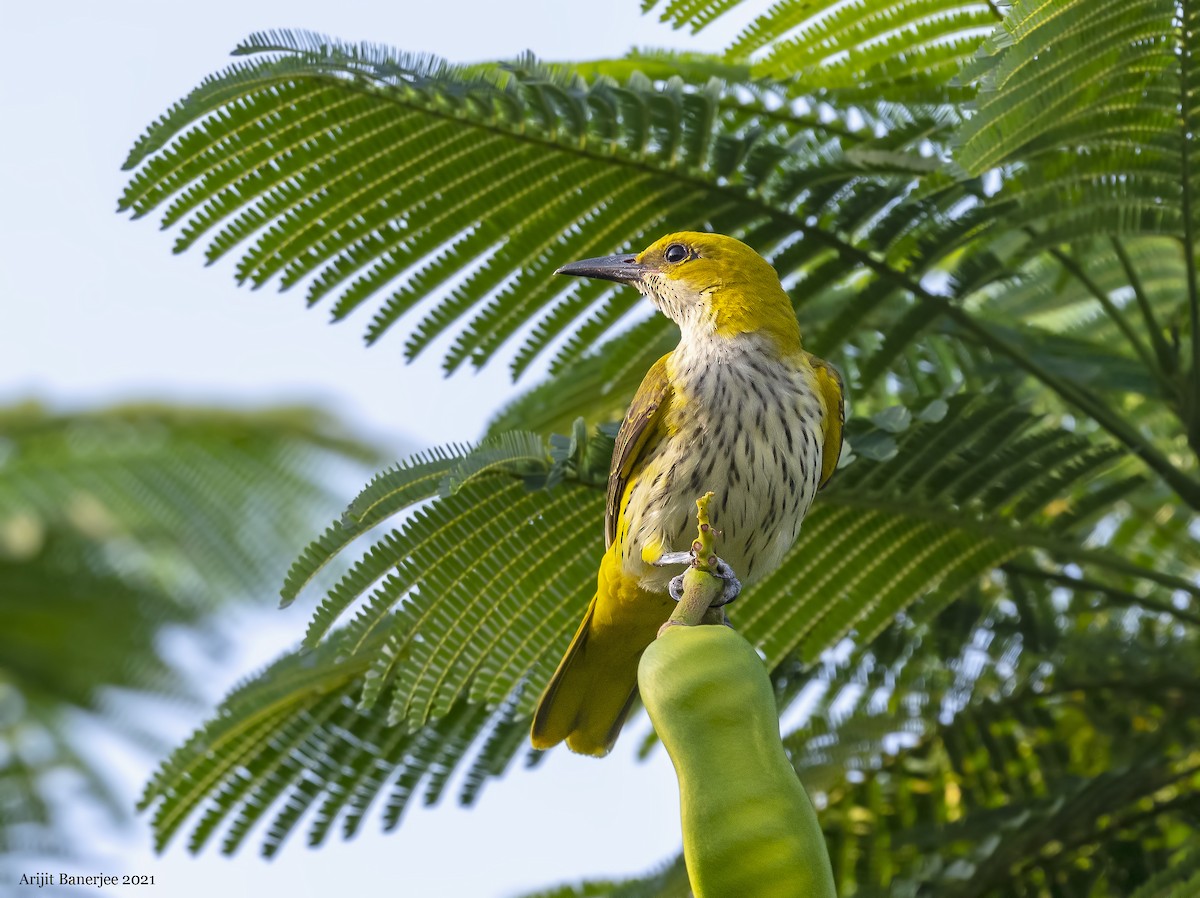 Indian Golden Oriole - ML381375071