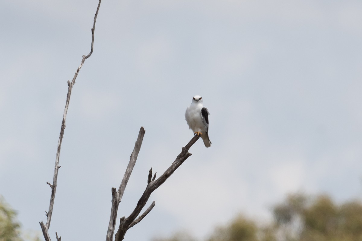 Black-shouldered Kite - ML381376861