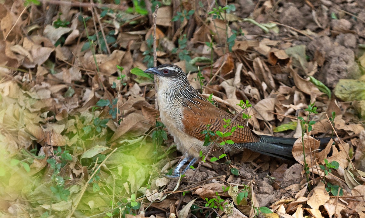 White-browed Coucal - ML381380441