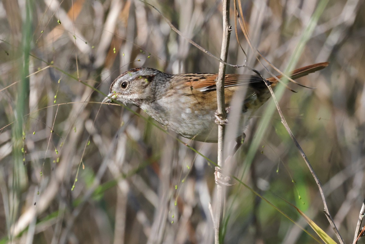 Swamp Sparrow - ML381381431
