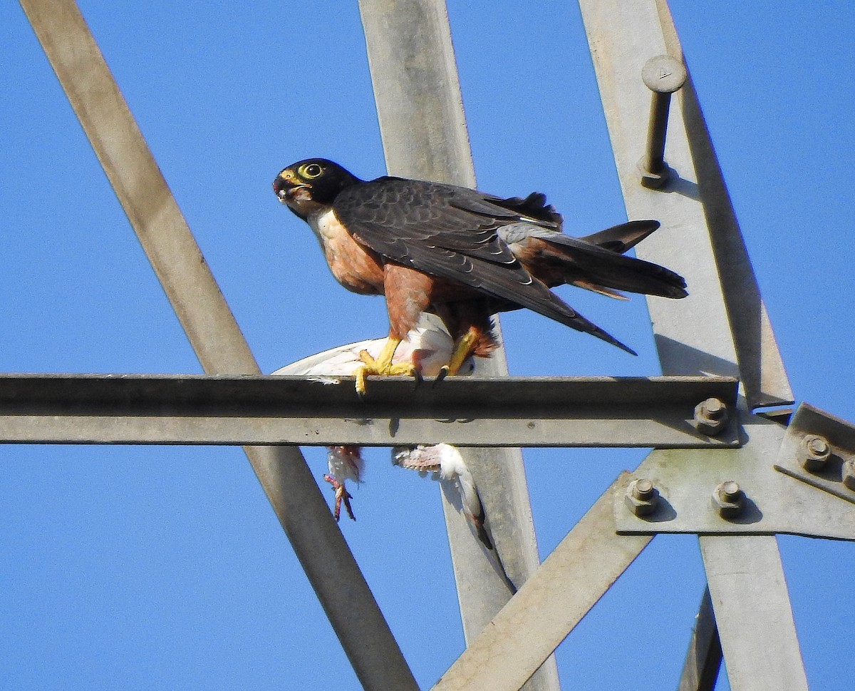 Peregrine Falcon (Shaheen) - Afsar Nayakkan