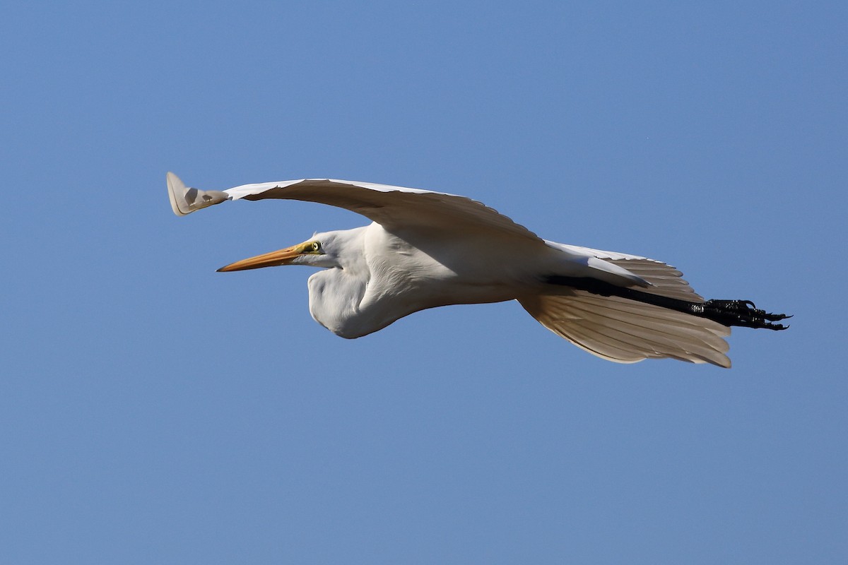 Great Egret - West Chester  Bird Club