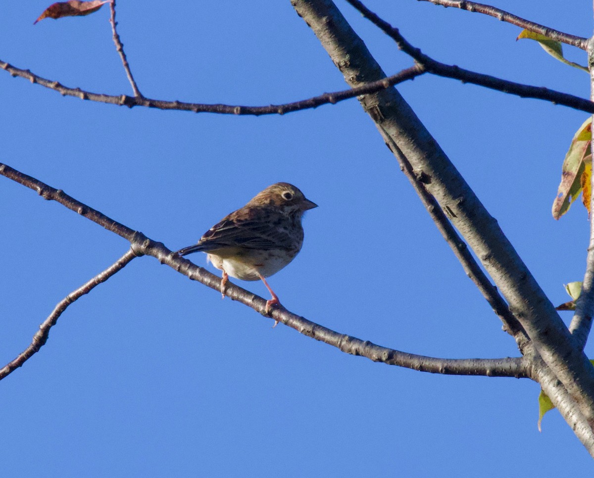 Vesper Sparrow - ML381396101