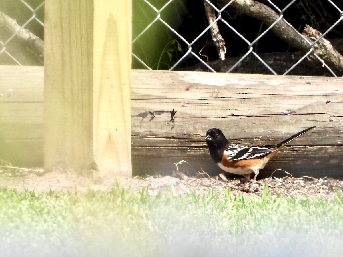 Spotted Towhee - ML381397201