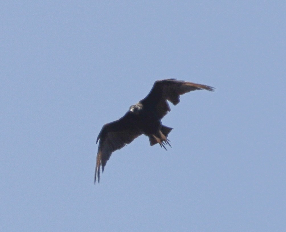 Black Vulture - ML381398471