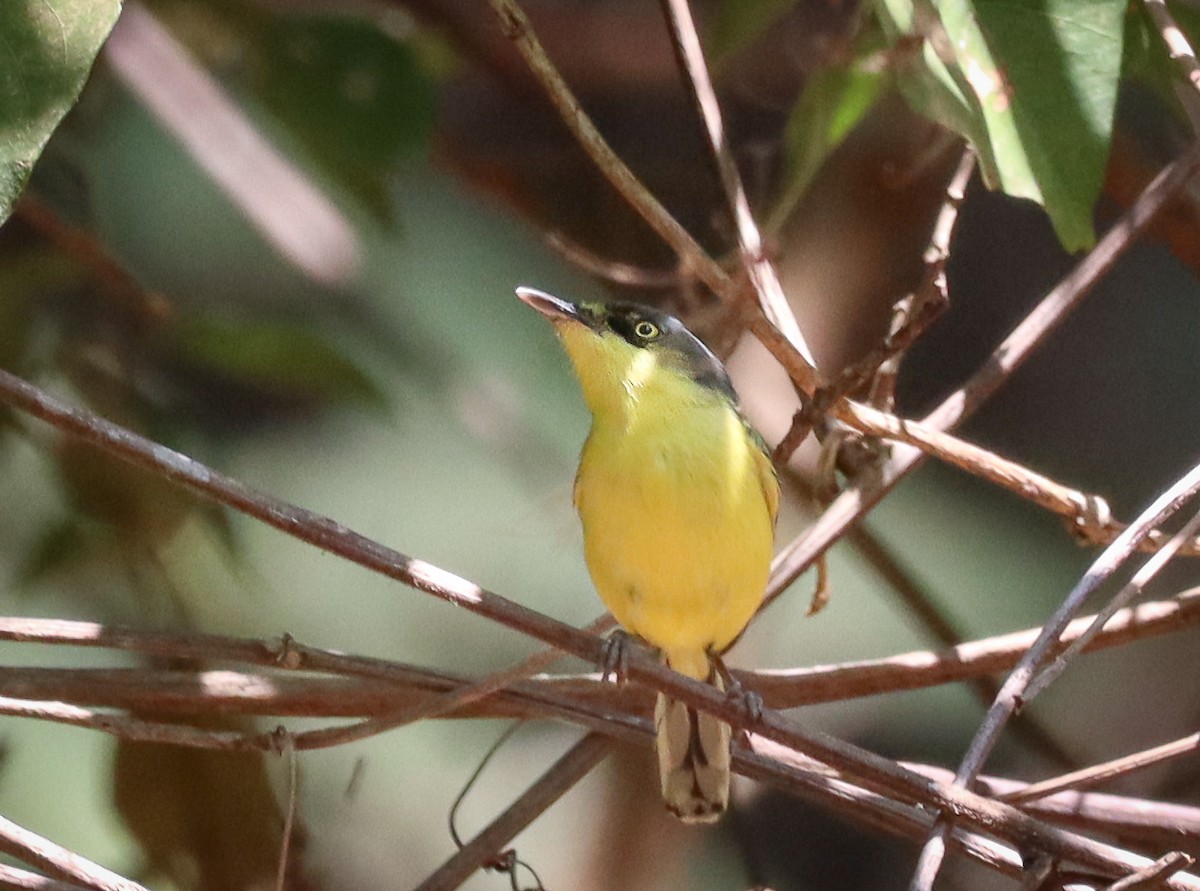 Common Tody-Flycatcher - Elby Anderson A Silva