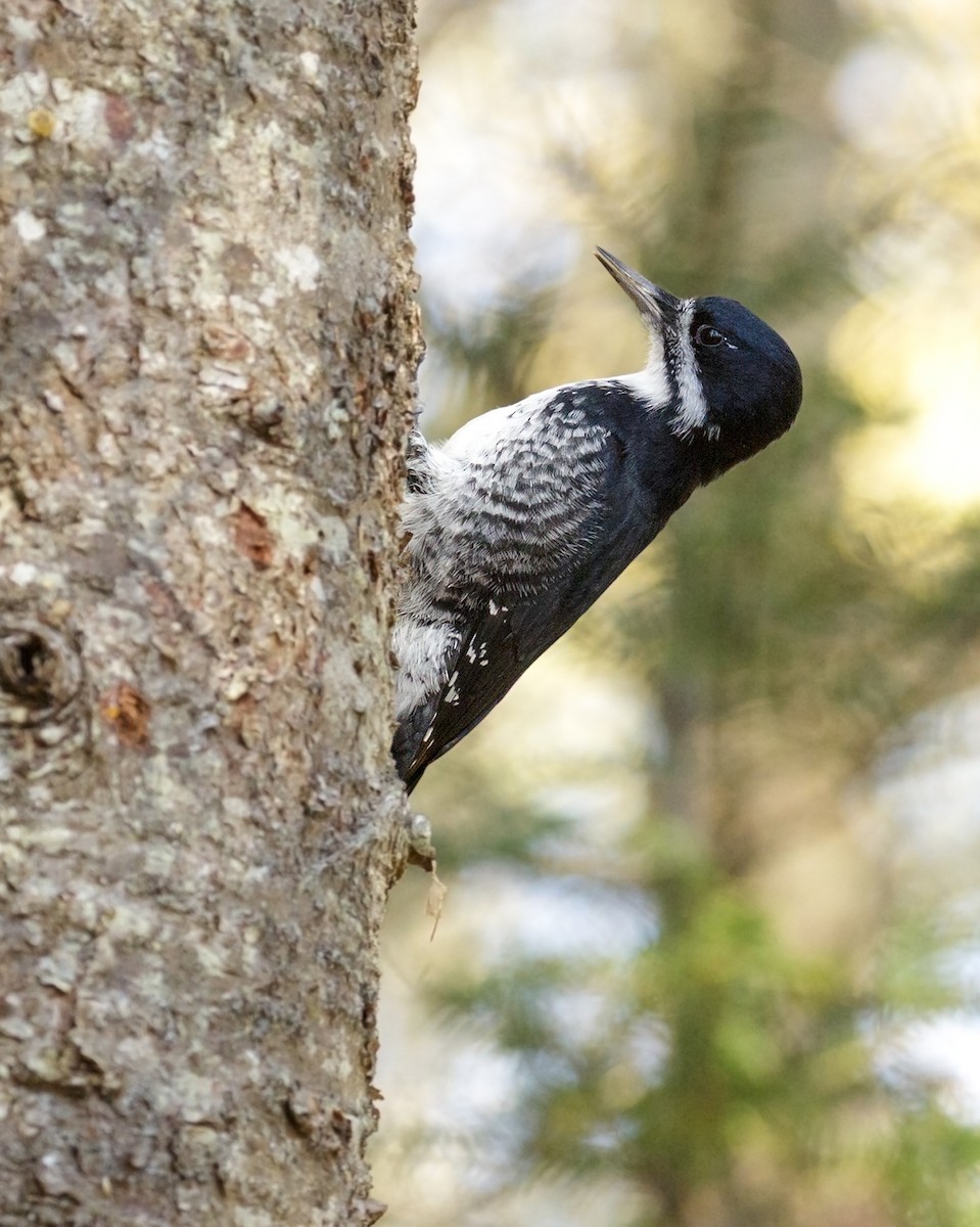 Black-backed Woodpecker - ML381399241