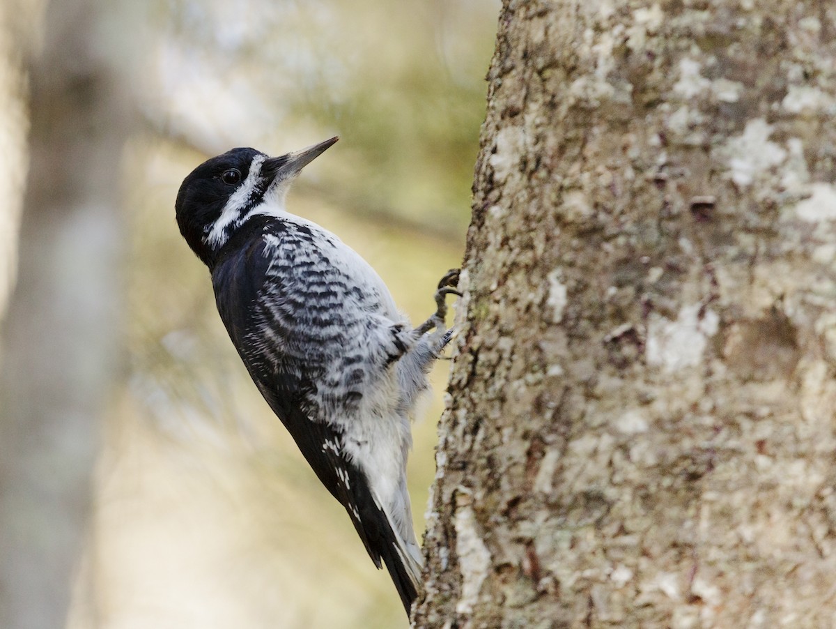 Black-backed Woodpecker - Len Medlock