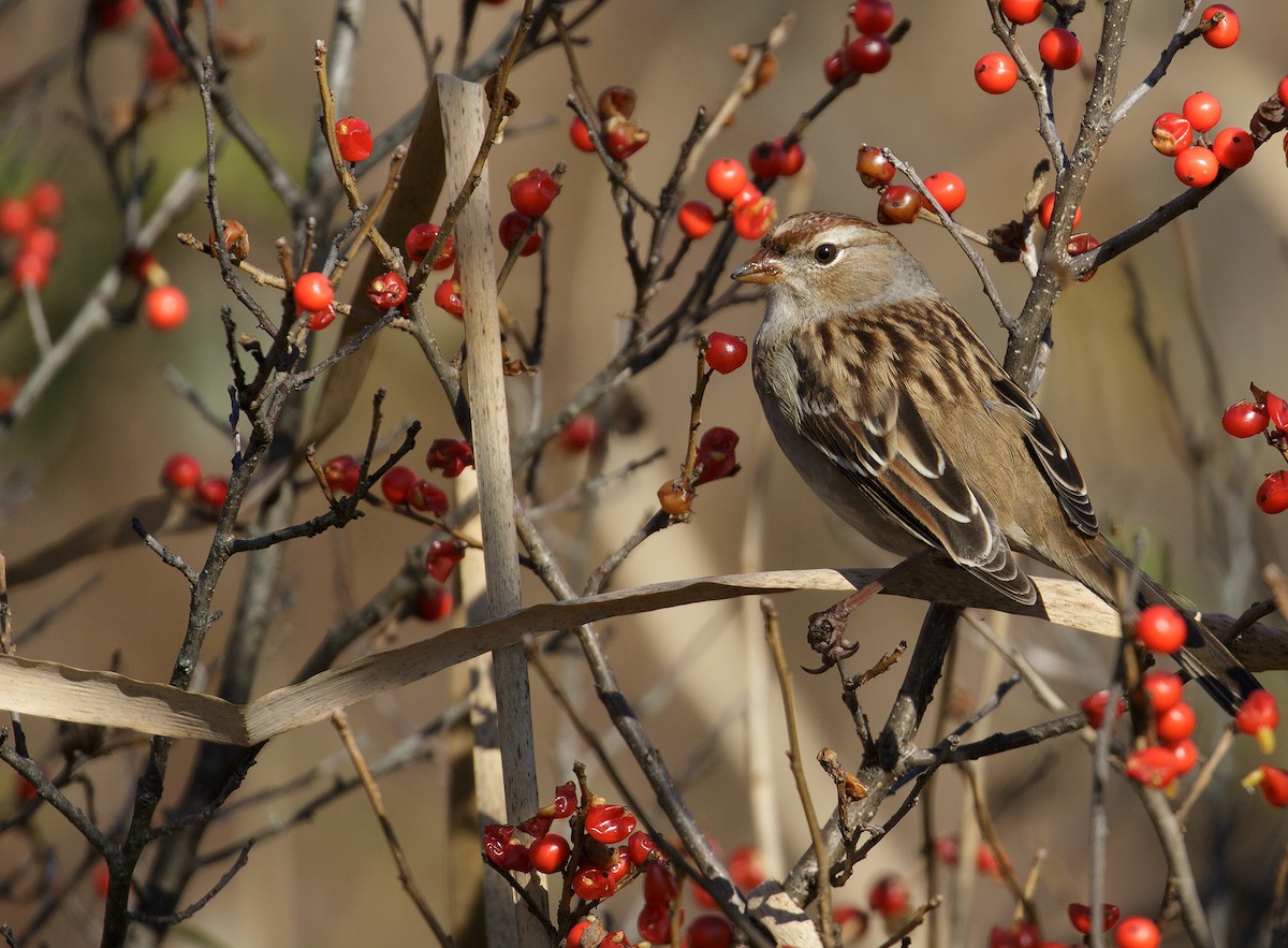 White-crowned Sparrow - Len Medlock