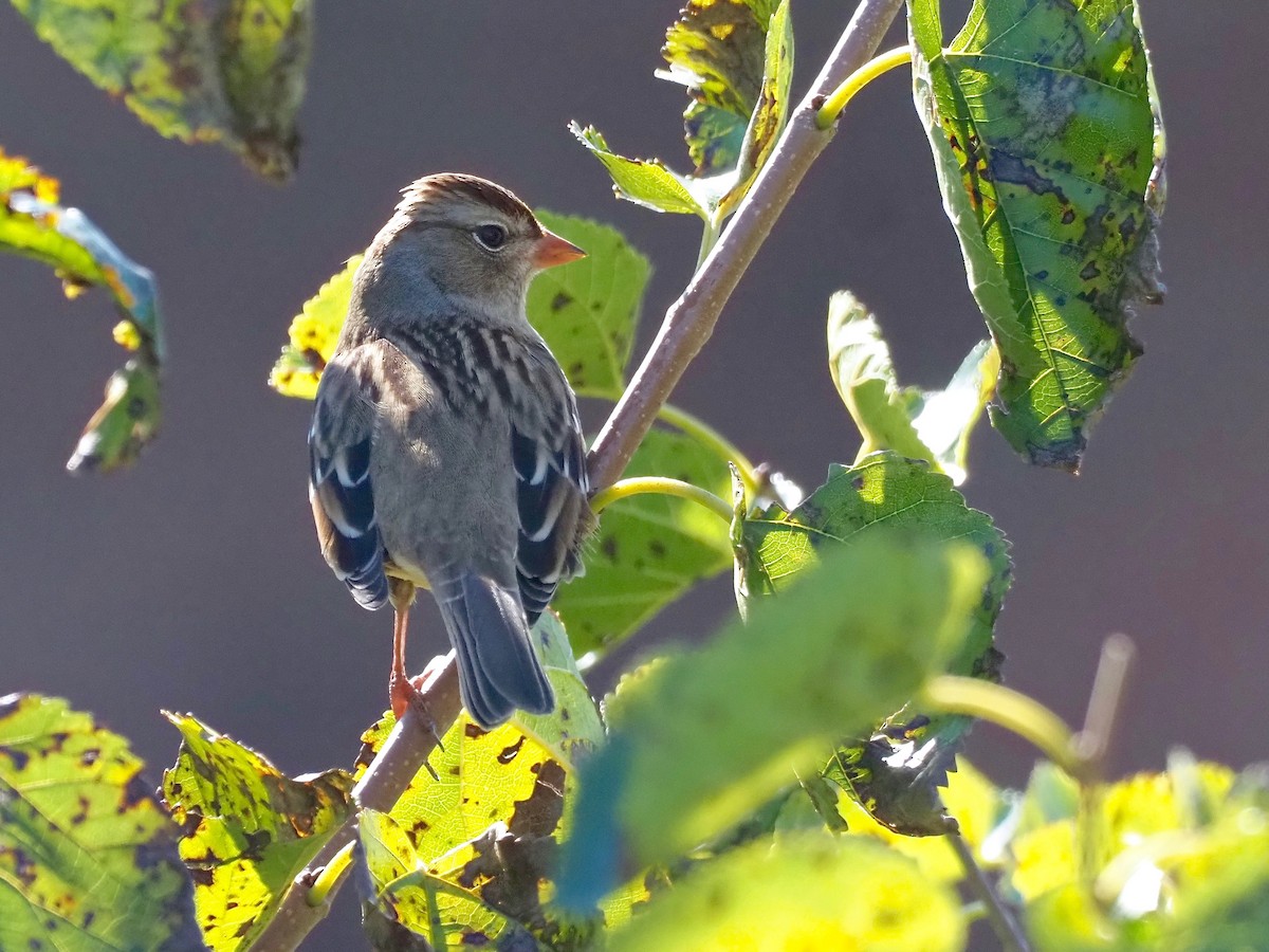 White-crowned Sparrow - The Wildlab