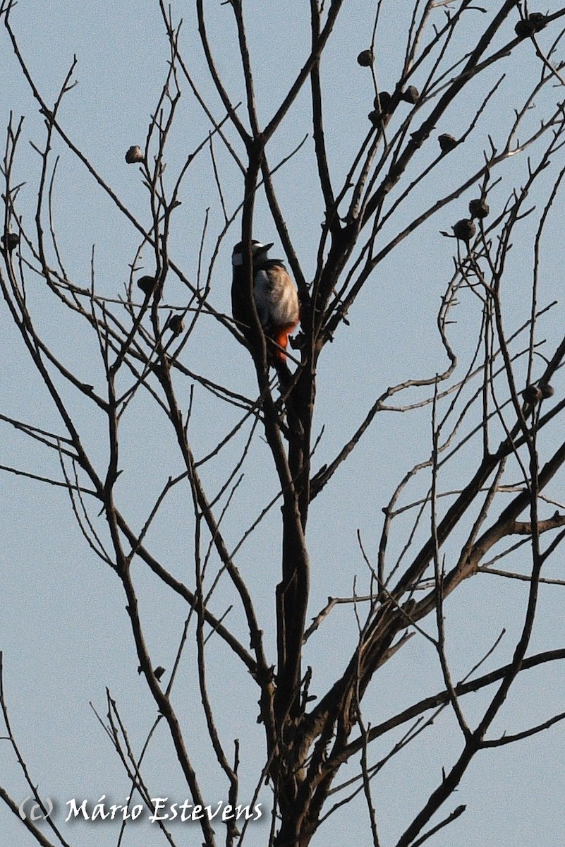 Great Spotted Woodpecker - ML381405201