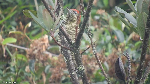 Bar-bellied Woodpecker - ML381414911