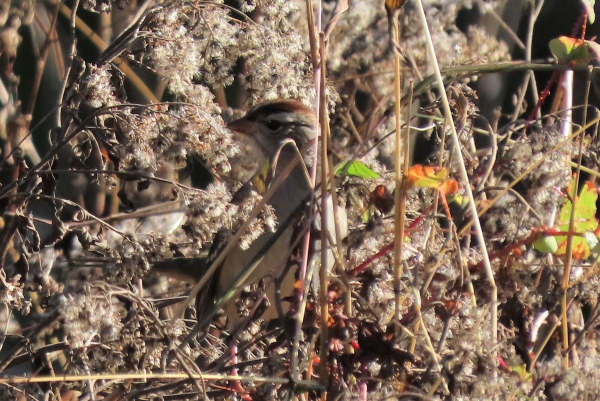 White-crowned Sparrow - ML381415221