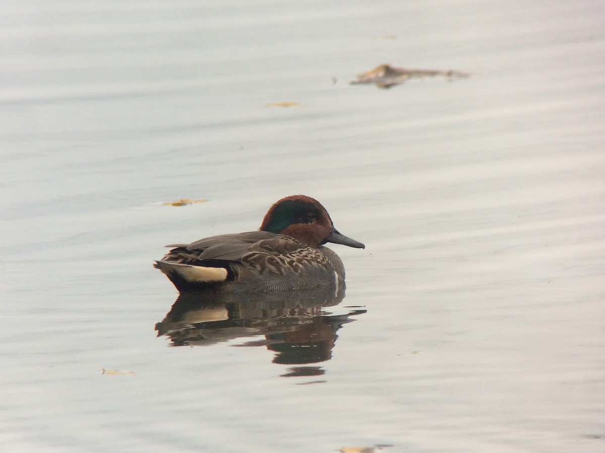 Green-winged Teal - ML38141581
