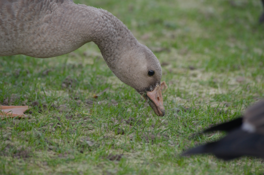 Greater White-fronted Goose - ML381416831