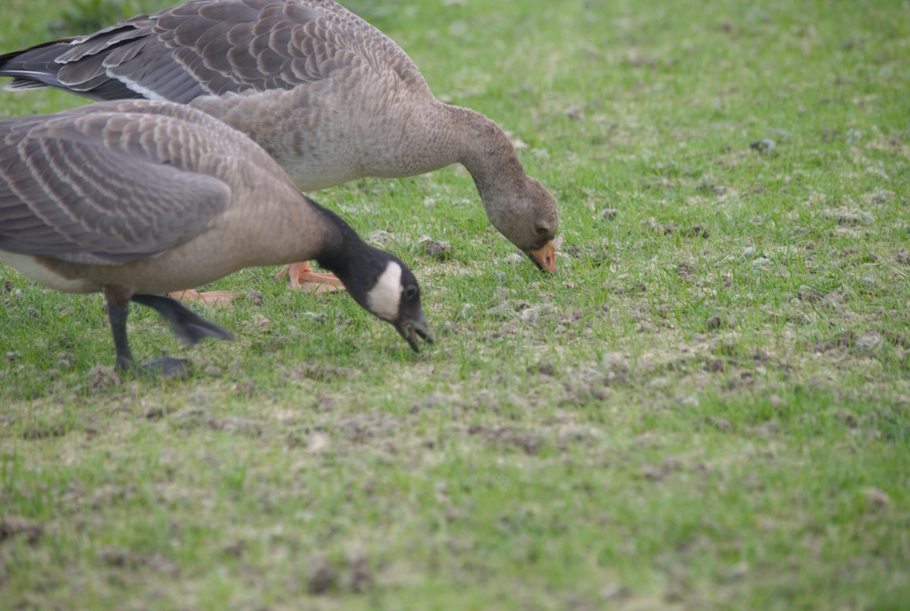 Greater White-fronted Goose - ML381416931
