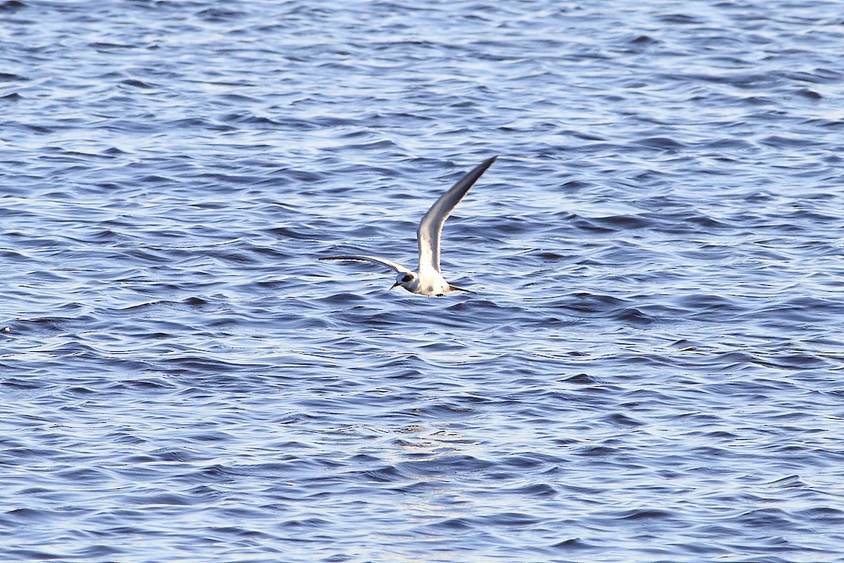 Forster's Tern - West Chester  Bird Club