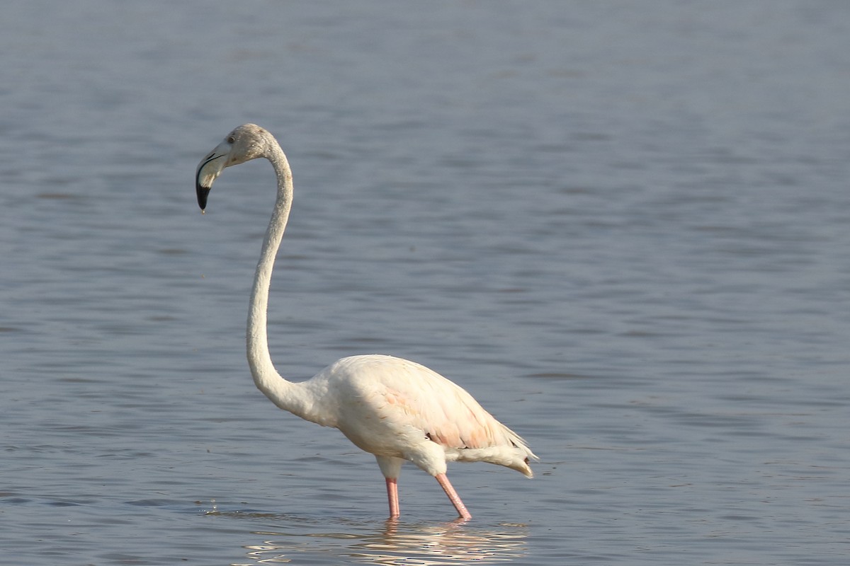 Greater Flamingo - ML381420451