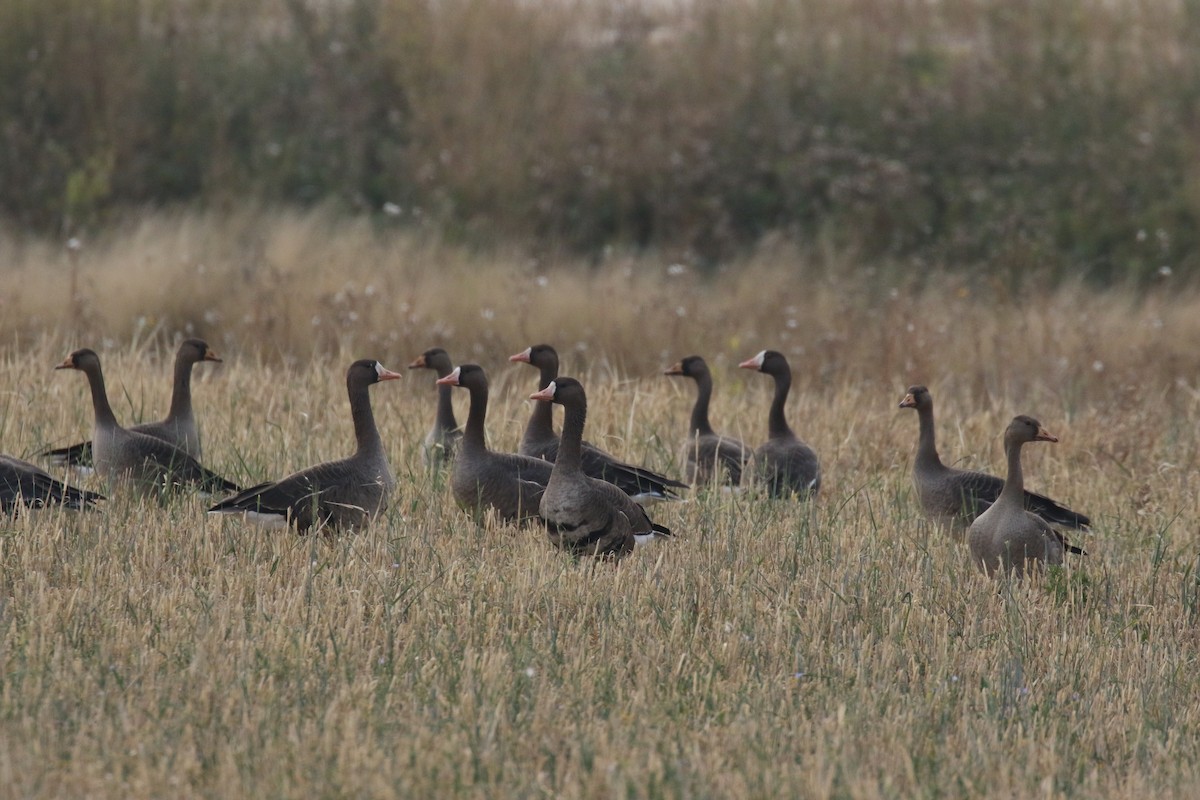 Greater White-fronted Goose - Gabriel Foley