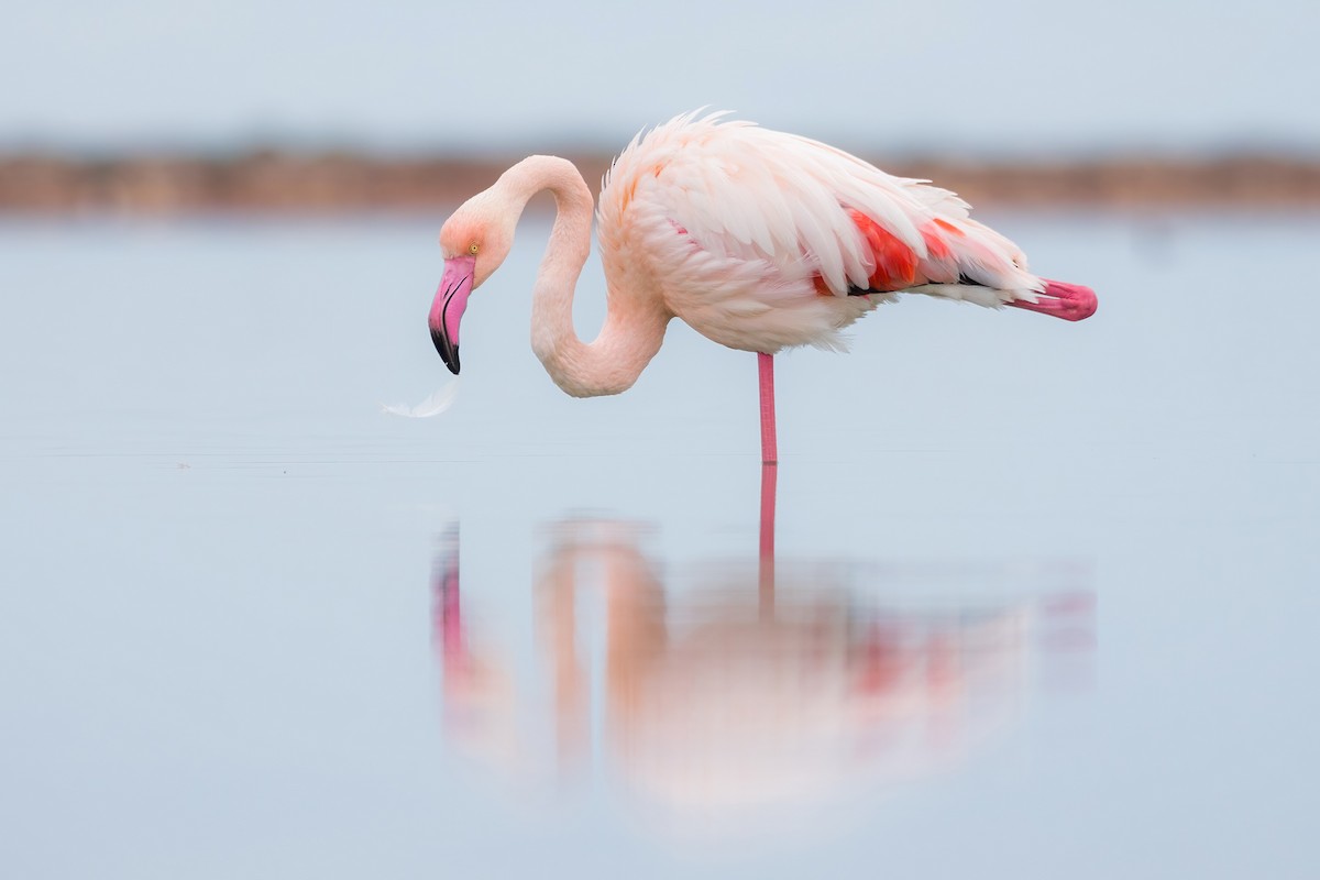 Greater Flamingo - ML381428481