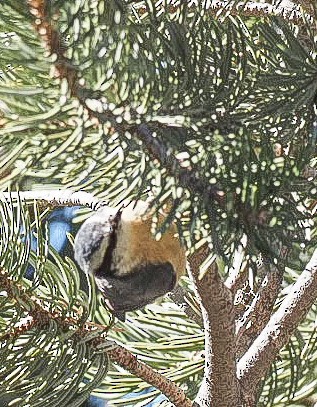 Red-breasted Nuthatch - ML381432671