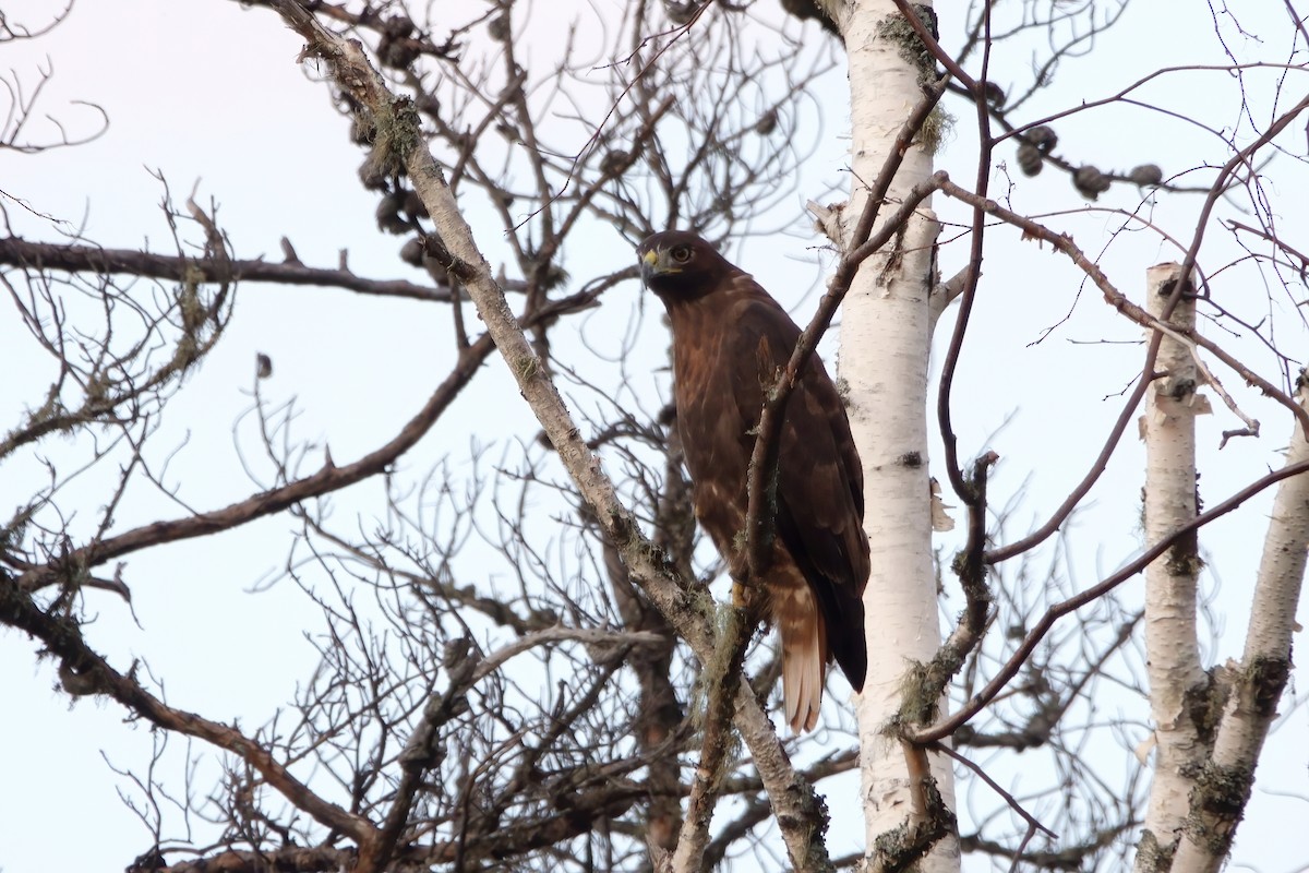 Red-tailed Hawk (calurus/abieticola) - Merle Nisly