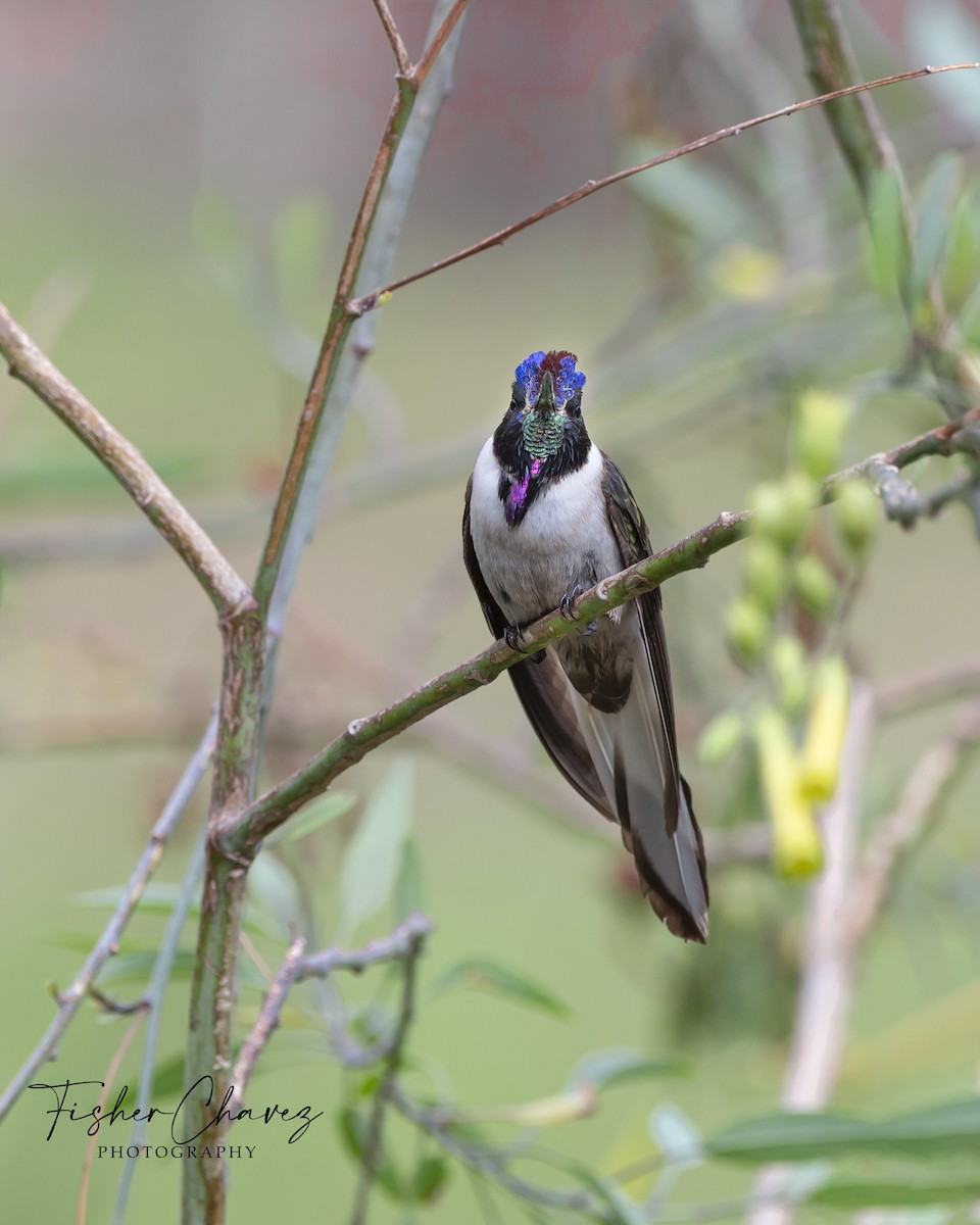 kolibřík výšinový (ssp. nobilis) - ML381445481