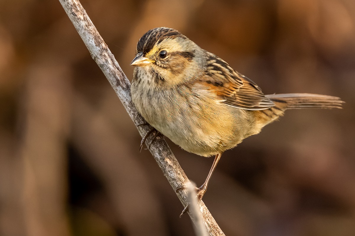 Swamp Sparrow - ML381448191