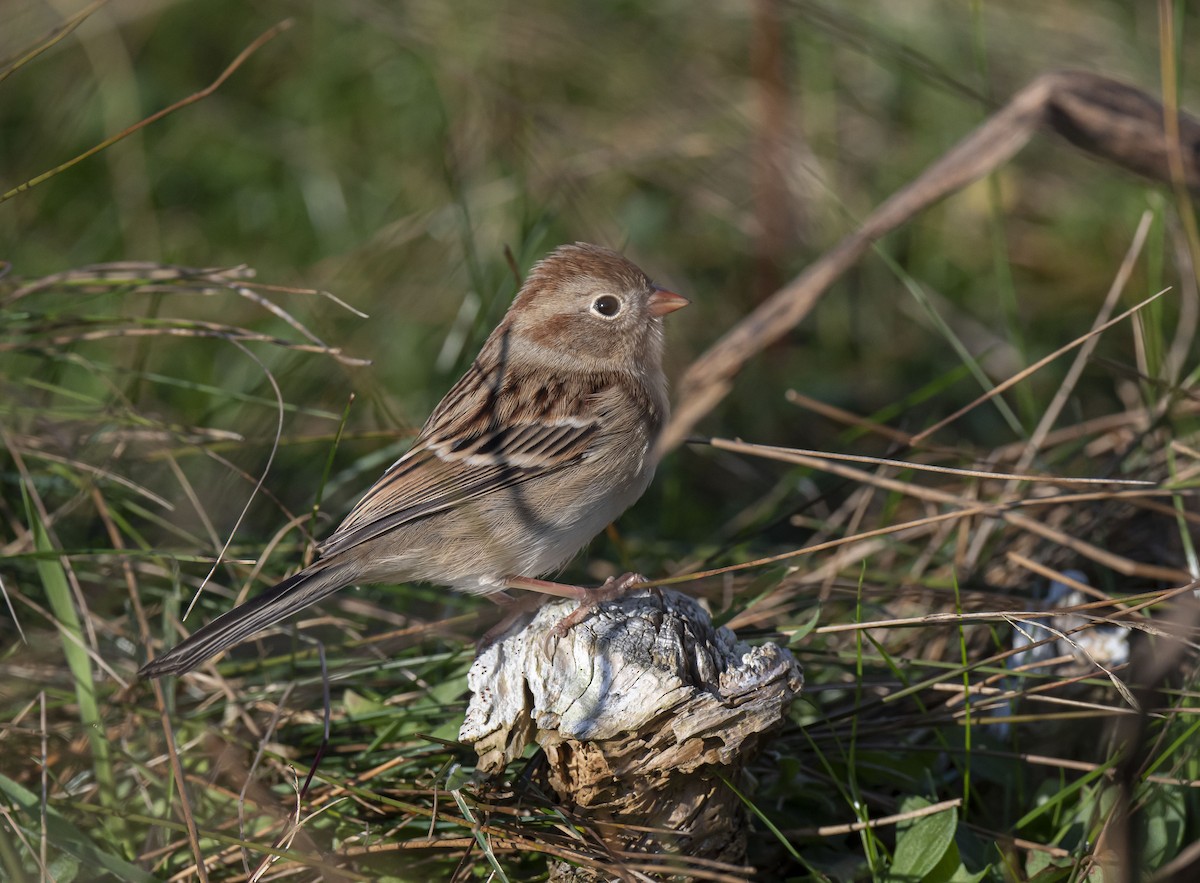 Field Sparrow - ML381455131